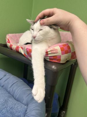 Flora, young, available for adoption