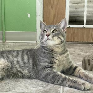 A gray tabby cat lying on a tiled floor, looking up with wide eyes.