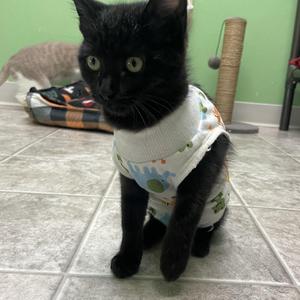 Mavis, kitten, available for adoption