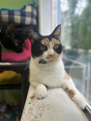 Marigold, adult, available for adoption