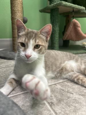 Foxglove, kitten, available for adoption
