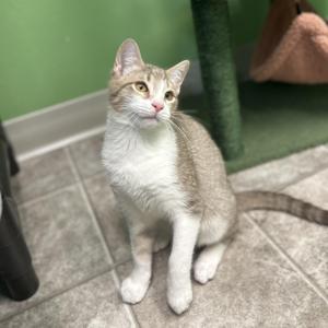 Foxglove, kitten, available for adoption