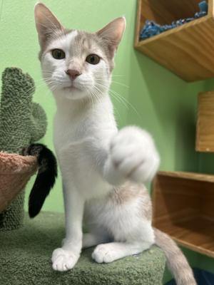 Aster, kitten, available for adoption