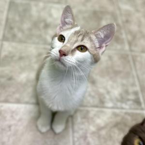 A white and light brown cat sitting on a tiled floor, looking up with large, expressive eyes.