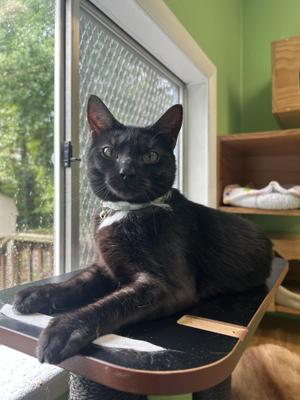 Abby, kitten, available for adoption
