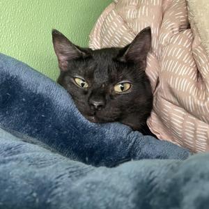 Abby, kitten, available for adoption