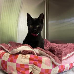 Sabrina, kitten, available for adoption