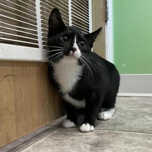 Agnes, kitten, available for adoption