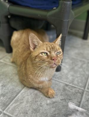 Kenzo, adult, available for adoption