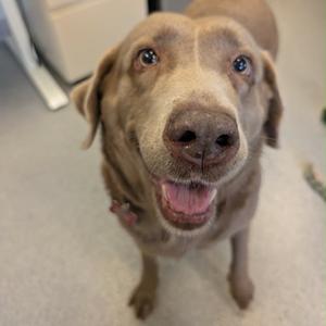 A happy brown dog with floppy ears and a pink tongue sticking out, looking up at the camera.