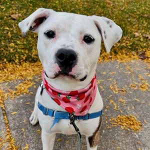 Twirl, Mixed Breed (Medium), young, available for adoption