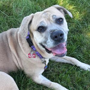 Millie, Mastiff, young, available for adoption