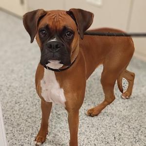 Coco, Boxer, young, available for adoption