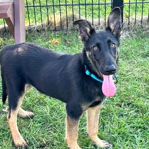 Tinder, Shepherd, German, young, available for adoption