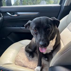 Snow White, Mixed Breed (Medium), adult, available for adoption