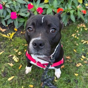 Pugsley, Mixed Breed (Medium), young, available for adoption