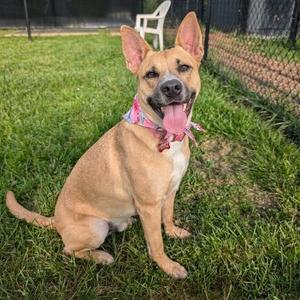 Aubreen, Mixed Breed (Medium), adult, available for adoption