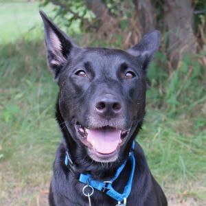 A black dog with perked ears and a blue collar, smiling at the camera.