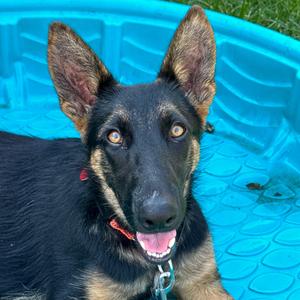 Bumble, Shepherd, German, young, available for adoption