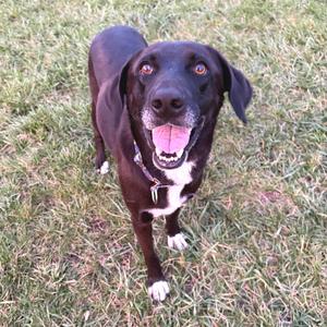 A black dog with white markings on its chest and paws, standing on grass and looking up with its mouth open.