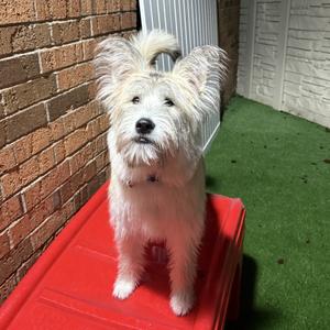 Duchess Scully-Lotus, Mixed Breed (Large), young, available for adoption