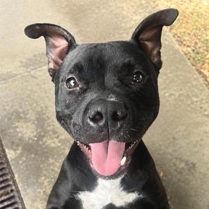 Sombra, Mixed Breed (Medium), young, available for adoption