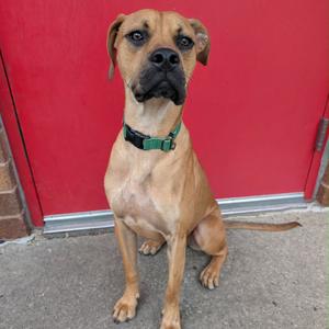 Magoo, Boxer, young, available for adoption