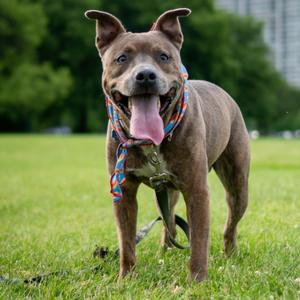 Sly, Mixed Breed (Large), adult, available for adoption