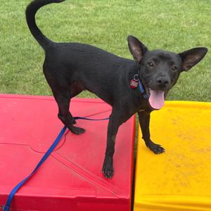 Polo, Mixed Breed (Medium), young, available for adoption