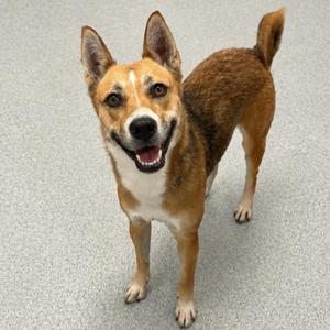 Dolly, Basenji, young, available for adoption