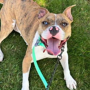 Mimosa, Mixed Breed (Medium), young, available for adoption