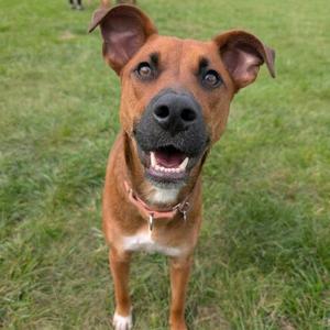 A brown dog with floppy ears and a black nose is standing on a grassy field, looking up with its mouth open and tongue visible.