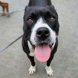 A black and white dog with a pink tongue sticking out, looking up at the camera.