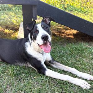 Pebbles, Mixed Breed (Medium), young, available for adoption