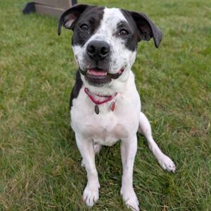 Moonpie, Mixed Breed (Medium), young, available for adoption
