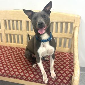 Duncan, Mixed Breed (Medium), young, available for adoption