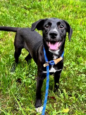 Piara, Mixed Breed, young, available for adoption