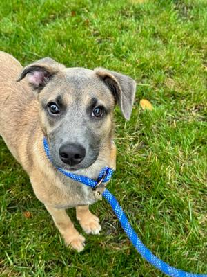 Trevalli, Mixed Breed, young, available for adoption