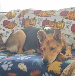 A dog lying on a colorful blanket with autumn-themed patterns, including pumpkins and leaves. The dog appears to be resting comfortably on a couch.