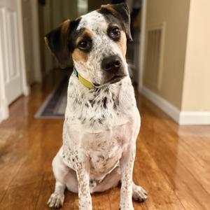 Eddie, Australian Cattle Dog / Blue Heeler / Bulldog, young, available for adoption