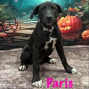 Paris, Terrier / Australian Shepherd, puppy, available for adoption