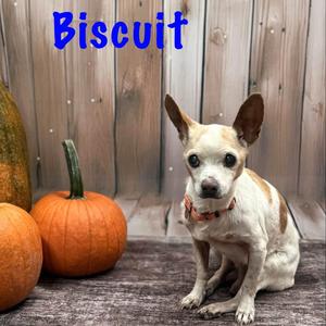 Biscuit, Chihuahua, senior, available for adoption