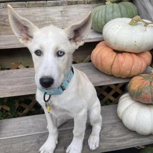 Thunder, Husky, puppy, available for adoption