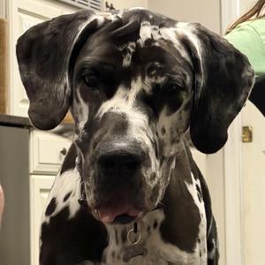 Roxy, Great Dane, adult, available for adoption