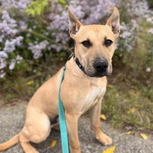 Scrappy, Terrier, puppy, available for adoption