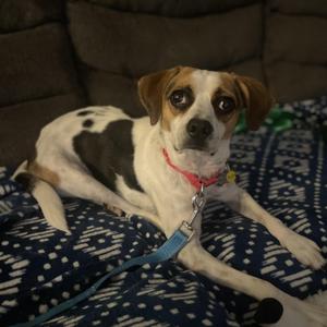Bingo, Jack Russell Terrier / Beagle, young, available for adoption