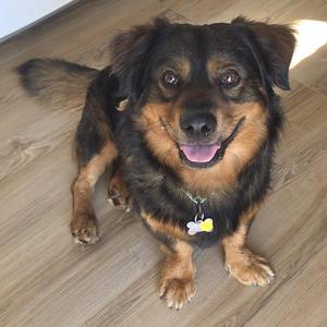 A black and brown dog with a bone-shaped tag on its collar, sitting on a wooden floor.