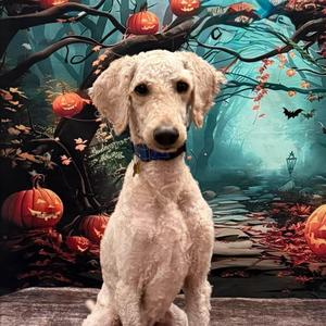 Forrest, Labradoodle, adult, available for adoption