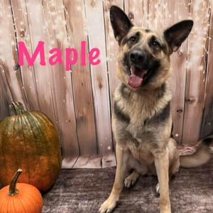 Maple, German Shepherd Dog, adult, available for adoption
