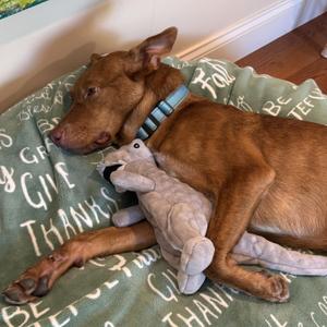 Neville, Cattle Dog, puppy, available for adoption